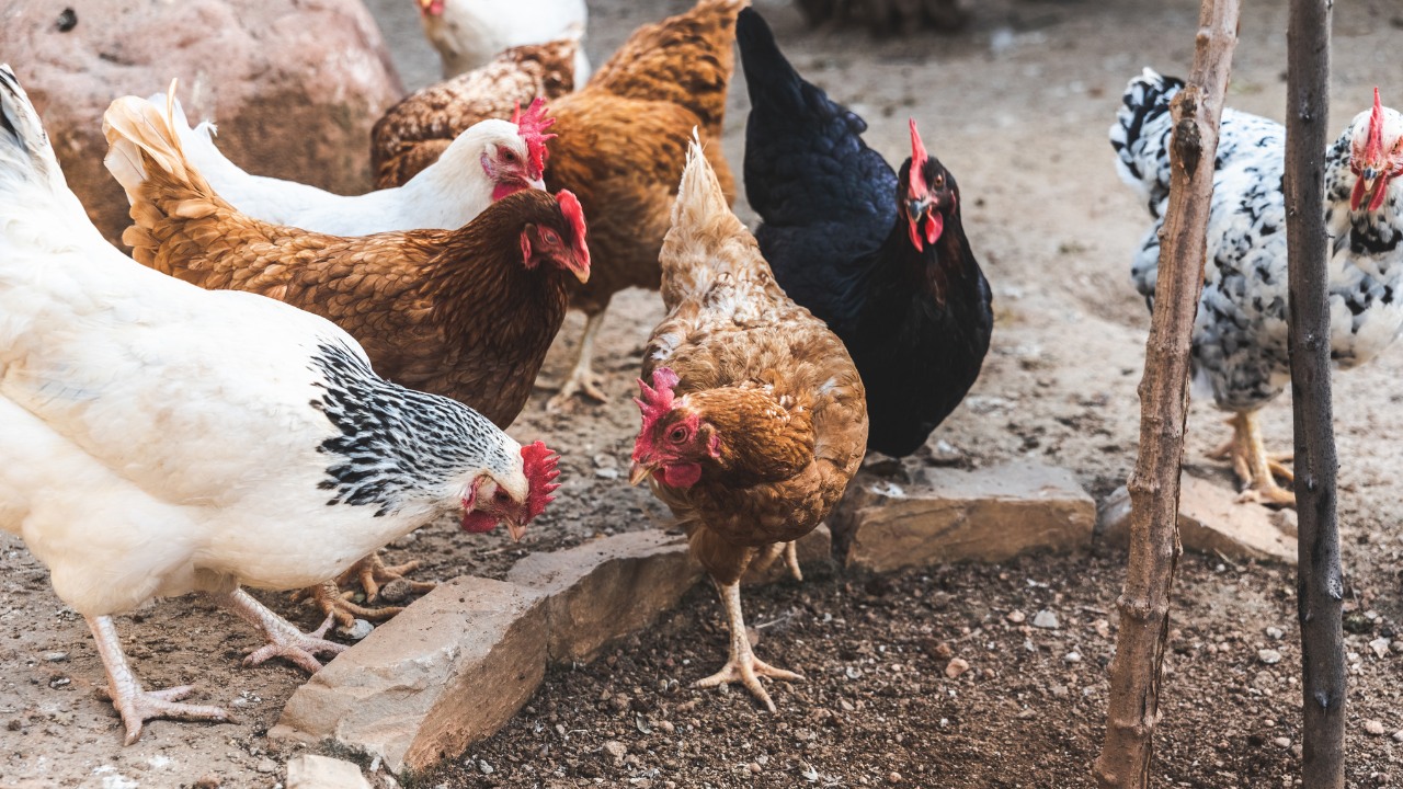 Ayam Joper Umur 2 Bulan