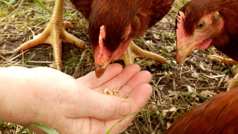 Pakan Ayam Joper