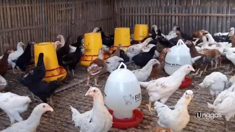 Ukuran Kandang Ayam Joper 100 Ekor