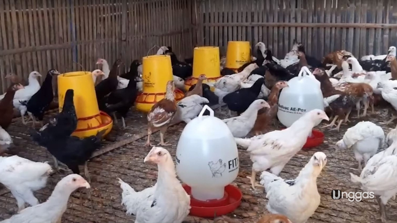 Ukuran Kandang Ayam Joper 100 Ekor Doc Sampai Panen Id